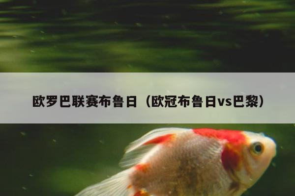 欧罗巴联赛布鲁日（欧冠布鲁日vs巴黎）