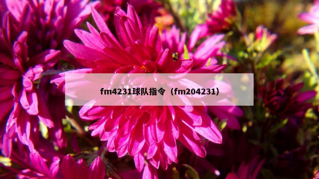 fm4231球队指令（fm204231）