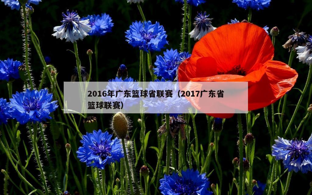 2016年广东篮球省联赛（2017广东省篮球联赛）